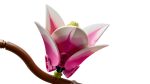 LEGO Botanicals: Κλαδιά Μανόλιας (11510) - Image 5