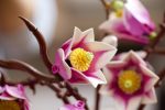 LEGO Botanicals: Κλαδιά Μανόλιας (11510) - Image 4